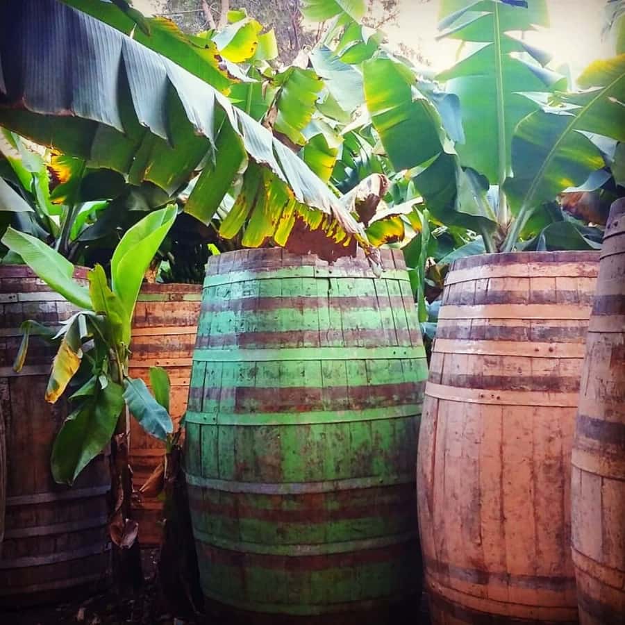 Paúl hike, the green garden - Tastings beyond rum: brandies and punches from the Paul Valley