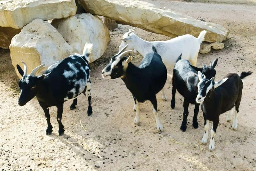 Postcards of Boa Vista 4x4 Tour with Shipwreck & Local Lunch - Bofareira’s goat farm: watching cheese production, then tasting