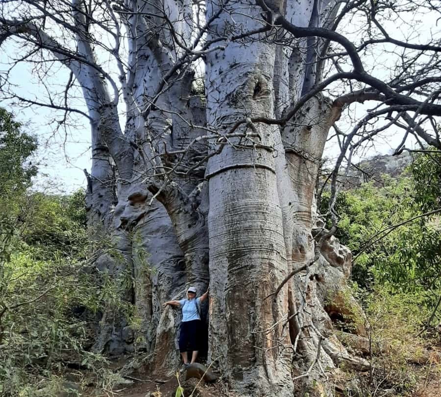 Praia: Baobab Mysterious Tree, Green Valley & Old City Hike - Why This Praia-to-Cidade Velha Hike Works So Well