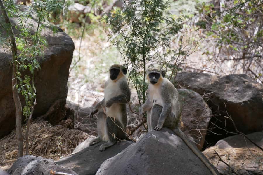 Praia: Baobab Mysterious Tree, Green Valley & Old City Hike - Getting There from Praia, and What the Small Group Feels Like