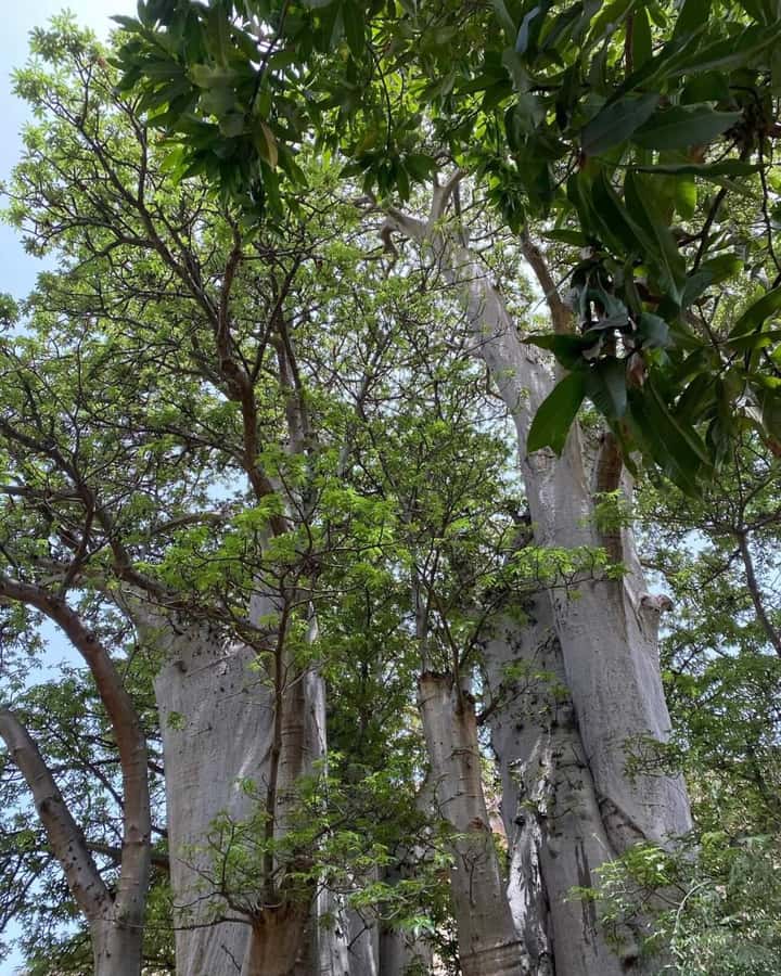 Praia: Baobab Mysterious Tree, Green Valley & Old City Hike - The Baobab Moment and the Endemic Bird Chances