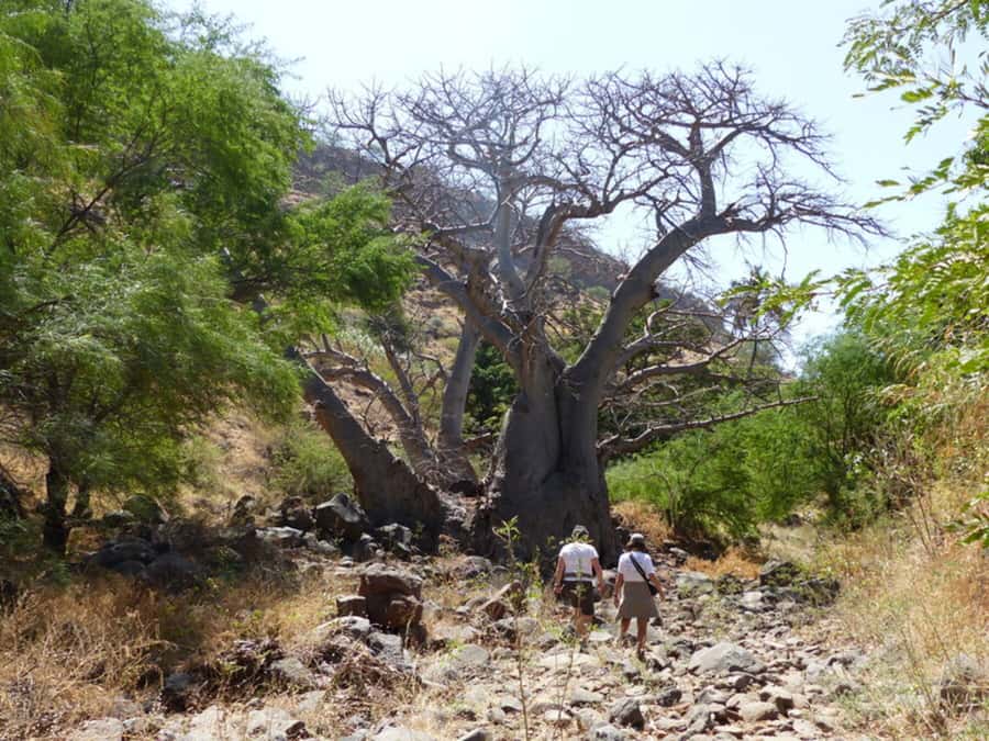 Praia: Baobab Mysterious Tree, Green Valley & Old City Hike - Arriving in Cidade Velha, Cape Verdes Historic Core