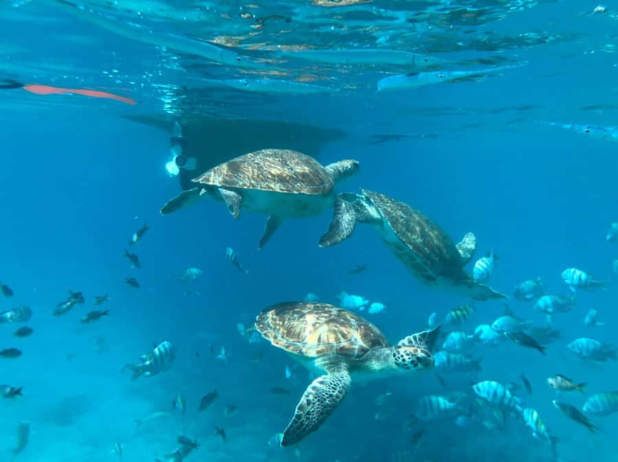 Private Snorkel Experience with Sea Turtle for Cruisers - Key highlights that matter