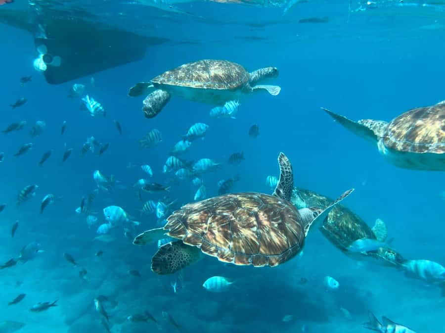 Private Snorkel Experience with Sea Turtle for Cruisers - Getting ready: gear, life jackets, and real in-water coaching