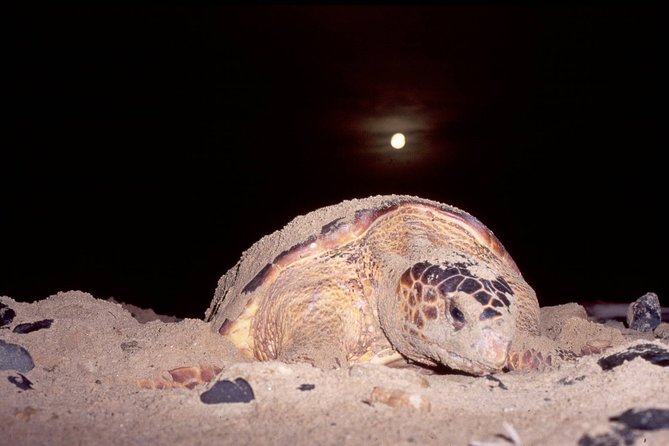 Private Turtle Watching Experience - Key highlights to notice before you book
