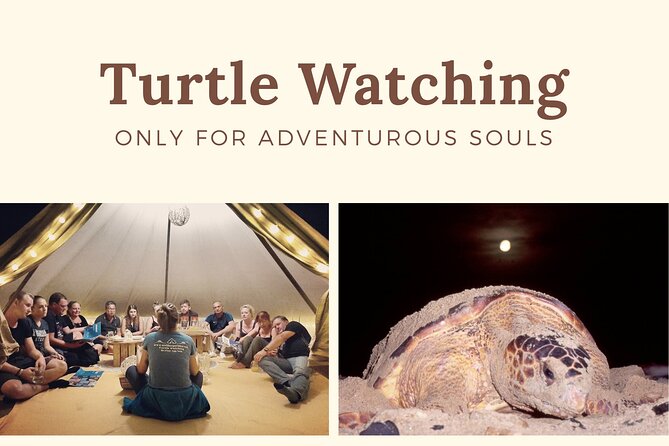 Private Turtle Watching Experience - The briefing with nesting rules, and why it changes everything