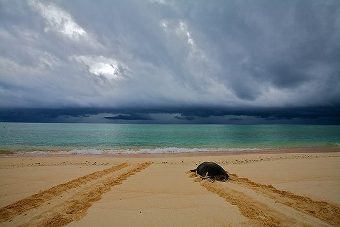 Private Turtle Watching Experience - Private transportation plus a real conservation angle, not just a photo op