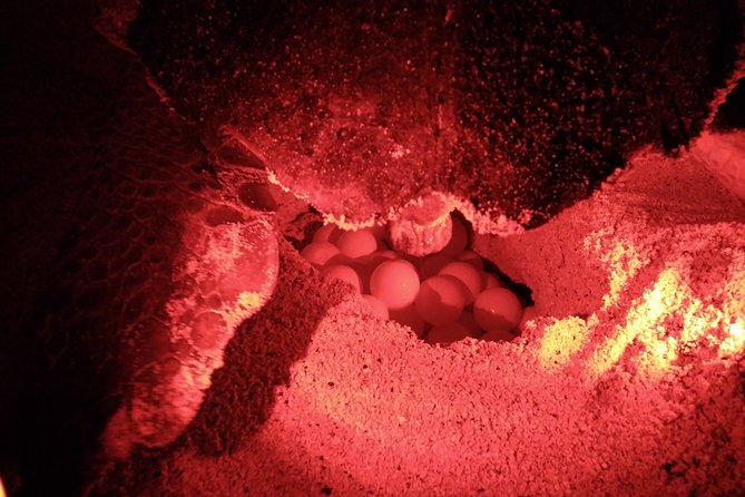 Private Turtle Watching Experience - Practical tips for your 3 hours on Sal Island at night
