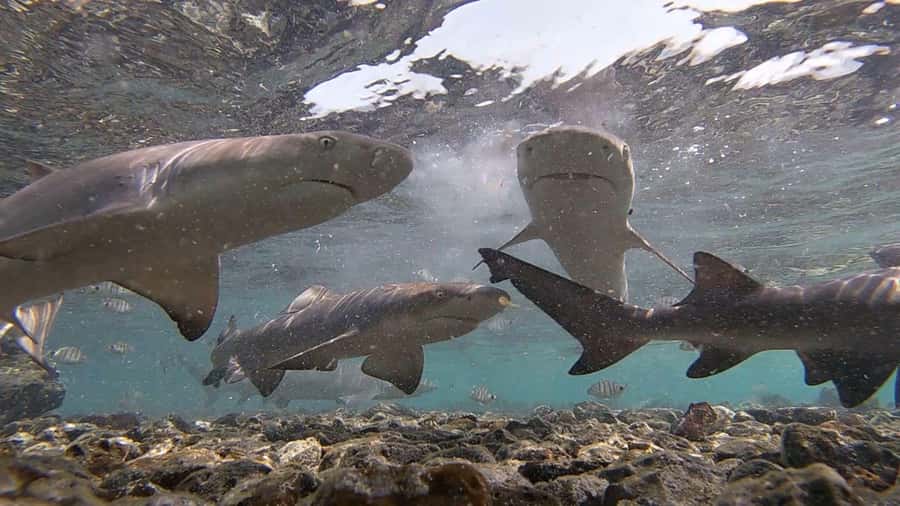 Sal: All-Inclusive Salt Lake, Blue Eye and Shark Bay Tour - Key things you should know before you go