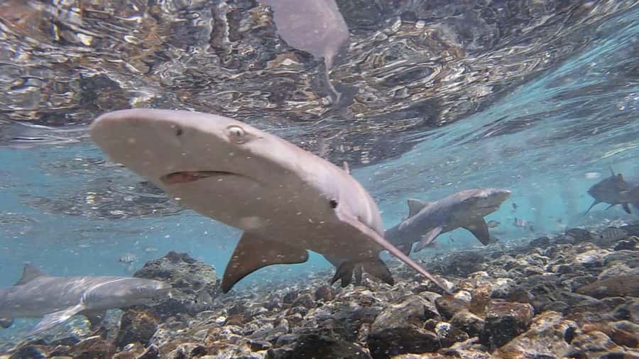 Sal: All-Inclusive Salt Lake, Blue Eye and Shark Bay Tour - Shark Bay lemon sharks: what it feels like, and how to do it safely