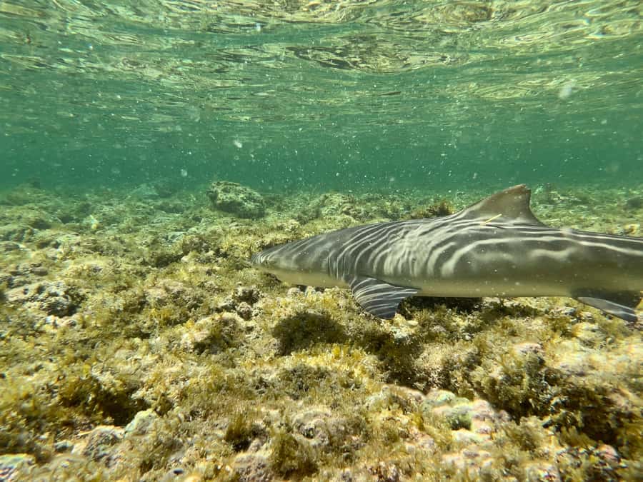 Sal Discovery: A Guided Small Group Island Tour - Key Things I’d Put on Your Radar