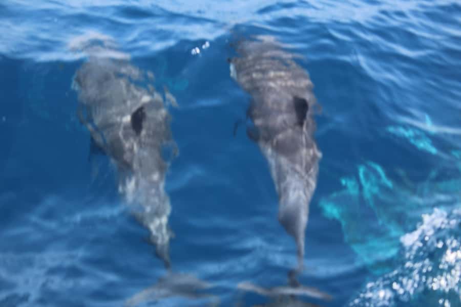 Sal Island: Catamaran cruises on Sal Island - Sal by Sea: What This Cruise Actually Feels Like
