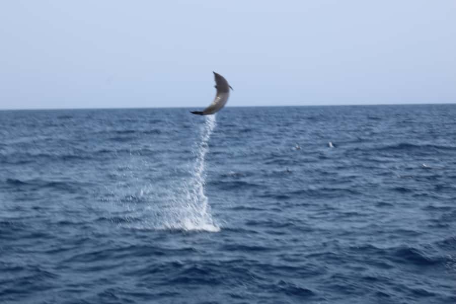 Sal Island: Catamaran cruises on Sal Island - Snacks, Drinks, Music, and Comfort on the Catamaran