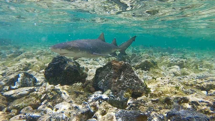 Sal: Island Experience Tour with a Certified Local Guide - Sal Island in one day: what makes this tour work