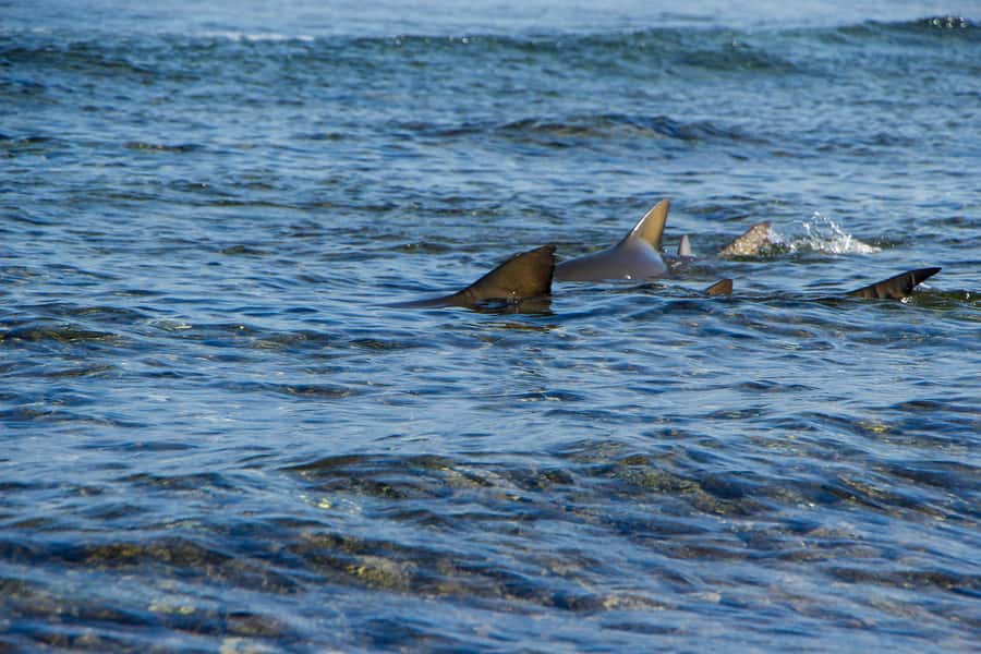 Sal island : Full day excursion Salinas, Shark Bay, Blue Eye - A Taste Of Sal, From Fatamorgana Mirage To Salt Flotation