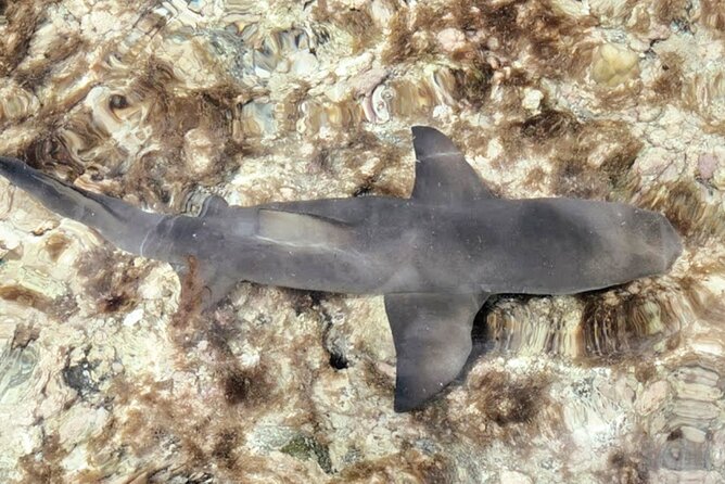 Sal Island: Full-day Private Experience with Local Guide - Pedra de Lume: salt crater lagoons, mirage effects, and lemon sharks