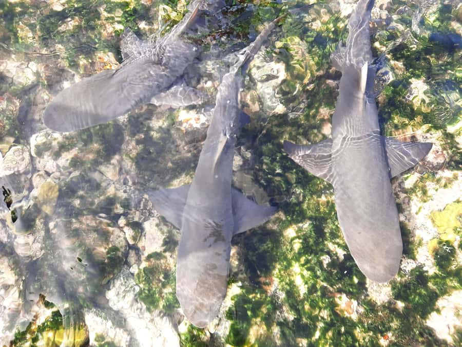 Sal Island: Private Shark Watching & Floating Experience - Why Sal Shark Watching Plus Pedra de Lume Works So Well