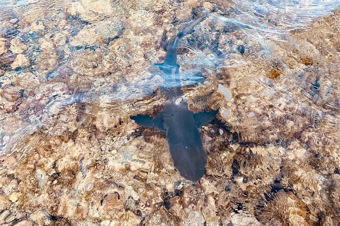 Sal island: Salt Lake Tour, Shark bay & Pedra de Lume Village - Shark Bay lemon sharks: up close, shallow water, and real-world footing