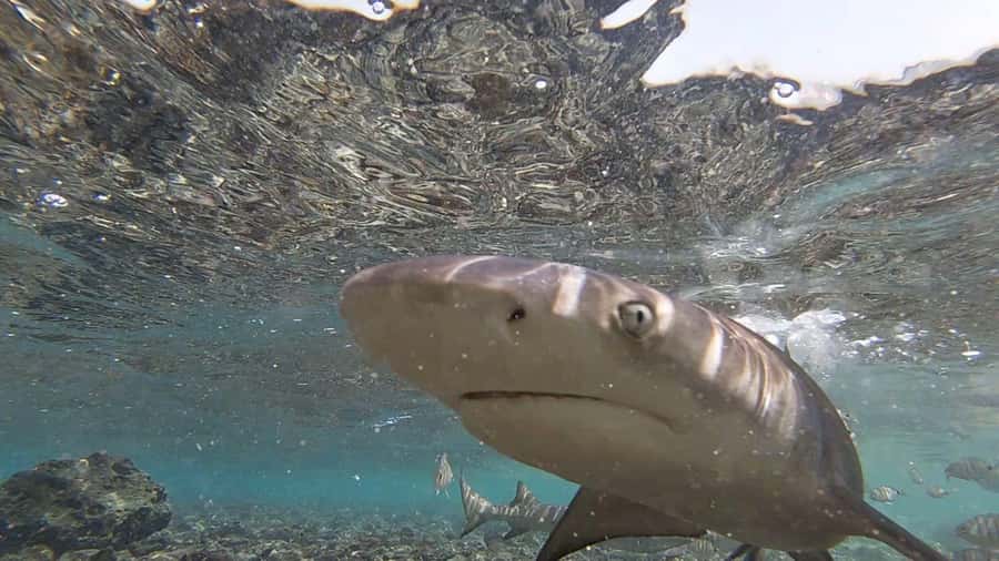 Sal Island: Shark Bay Experience from Santa Maria - Key things I’d plan around before you go