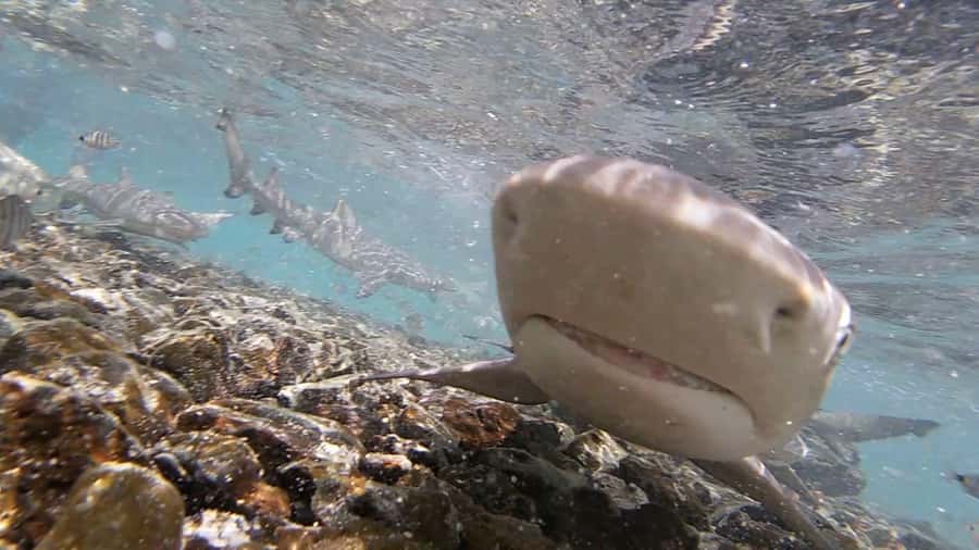 Sal Island: Shark Bay Experience from Santa Maria - Price and logistics: the practical checklist before you go