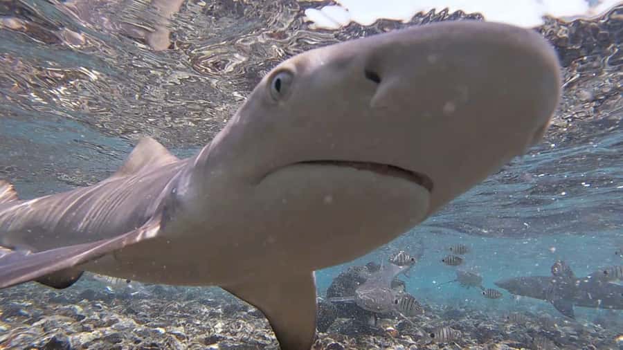 Sal Island: Shark Bay Experience from Santa Maria - The 2-hour flow: what happens first, what happens next