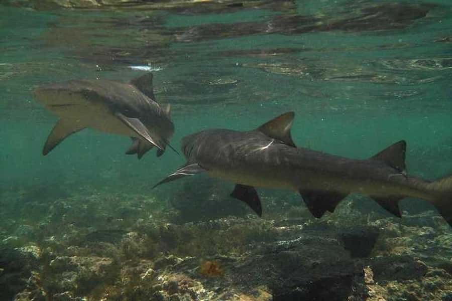 Sal Island: Shark Bay Experience from Santa Maria - What you actually see: sharks close to shore, and how they behave