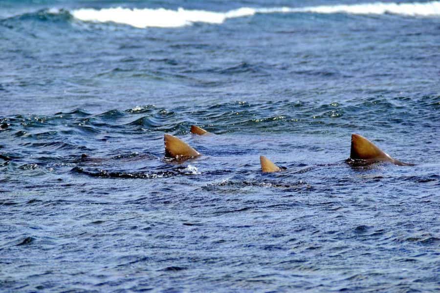 Sal Island: Shark Bay Experience from Santa Maria - Guides and the learning you’ll actually use later