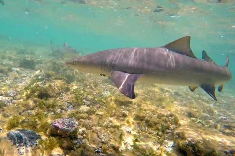 Sal Island: Shark Bay Experience from Santa Maria - Included perks that make it easier (and more fair)