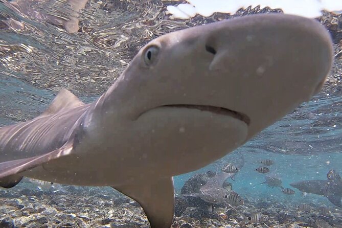 Sal Island: Shark Bay Shark Watching Experience from Santa Maria - From Santa Maria to Shark Bay: how the 2:30 pm start feels