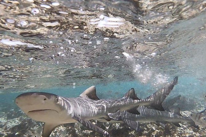 Sal Island: Shark Bay Shark Watching Experience from Santa Maria - The 2-hour flow: briefing first, then watching or swimming