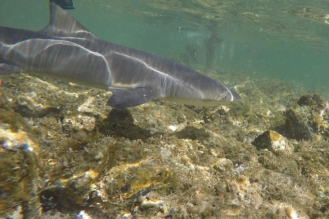 Sal Island: Shark Bay Shark Watching Experience from Santa Maria - Guides matter: why Chan and Nanny get named