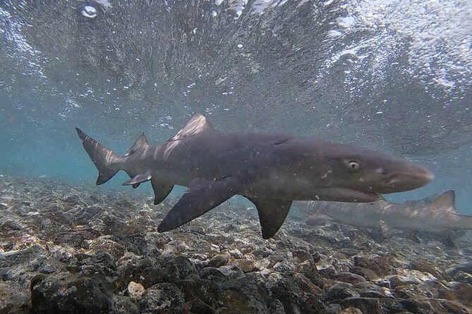 Sal Island: Shark Bay Shark Watching Experience from Santa Maria - What to bring (and what saves your photos)