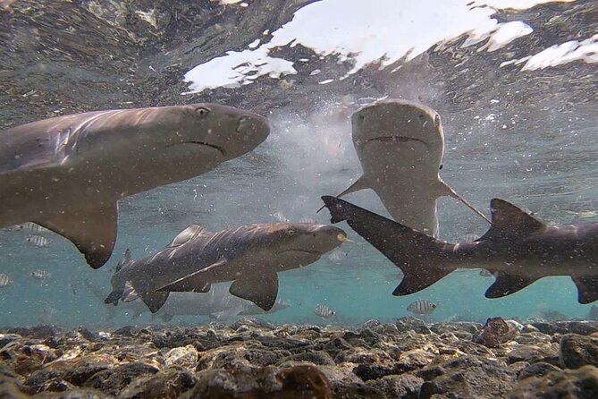Sal Island: Shark Bay Shark Watching Experience from Santa Maria - Who this tour is best for
