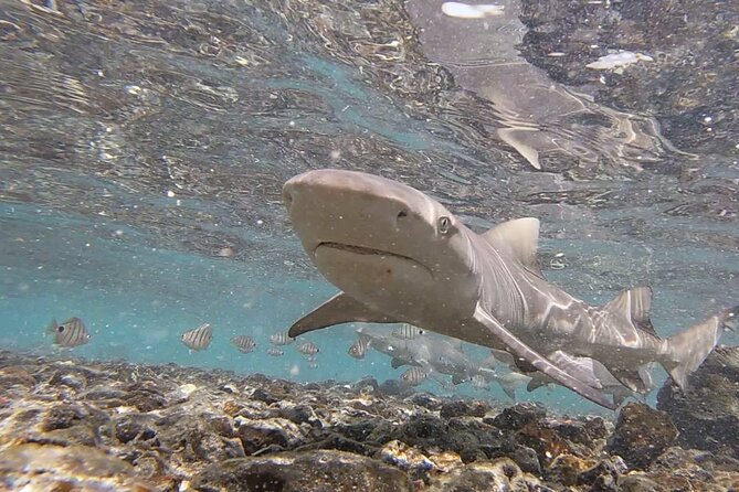 Sal Island: Shark Bay Shark Watching Experience from Santa Maria - Shark nursery reality check: what you’re actually seeing