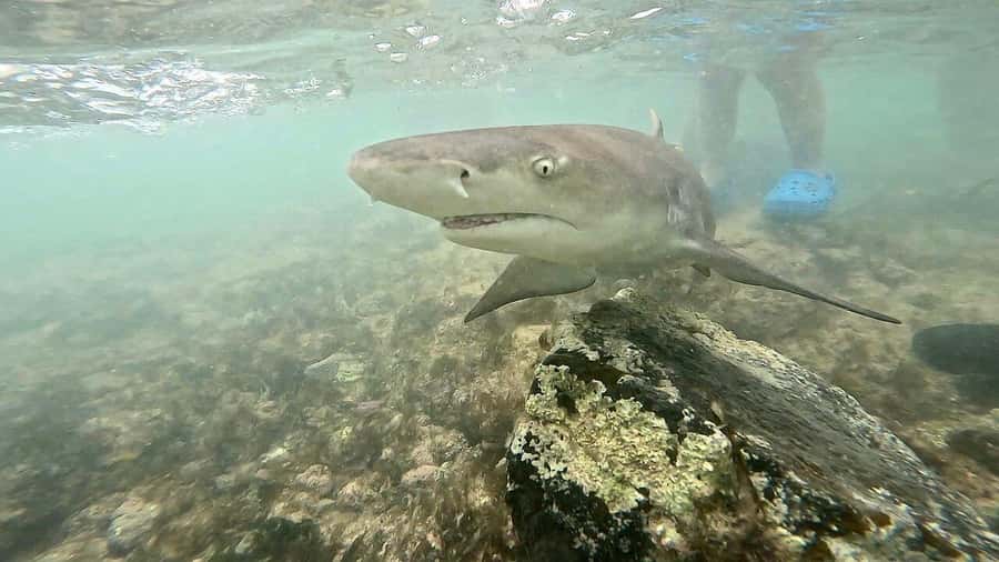 Sal Island tour: Blue Eye, Salt Lake, Sharks w/ Local Guide - Should you book this Sal Island tour?