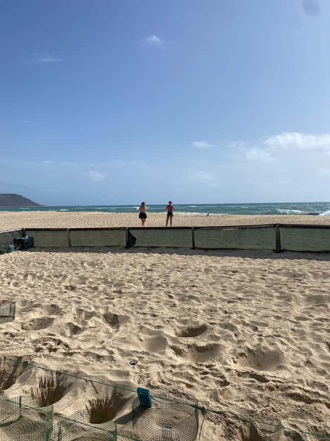 Sal Island Turtle Watch Tour in Natural Habitat - Educational moments that connect the dots to conservation