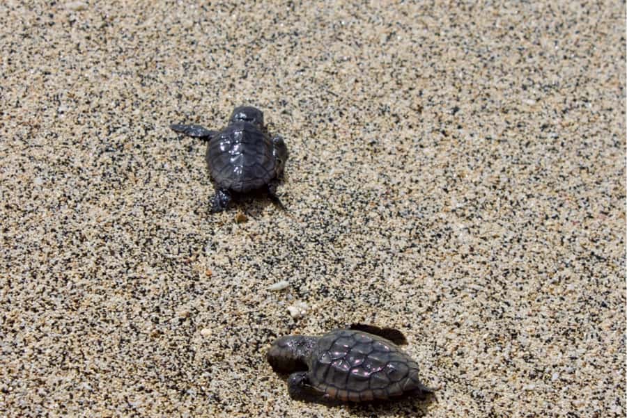 Sal Island Turtle Watch Tour in Natural Habitat - Who this tour suits best on Sal