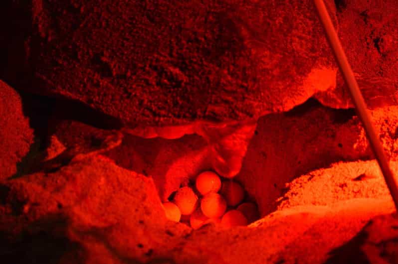 Sal Island: Turtle Watching Experience - Caretta Caretta Nesting: What You’re Actually Chasing