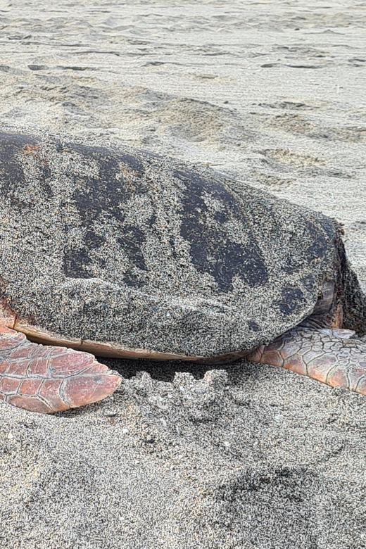 Sal Island: Turtle Watching Experience - Serra Negra and the Black Mountain Reserve: A Wild-Weather Kind of Contrast
