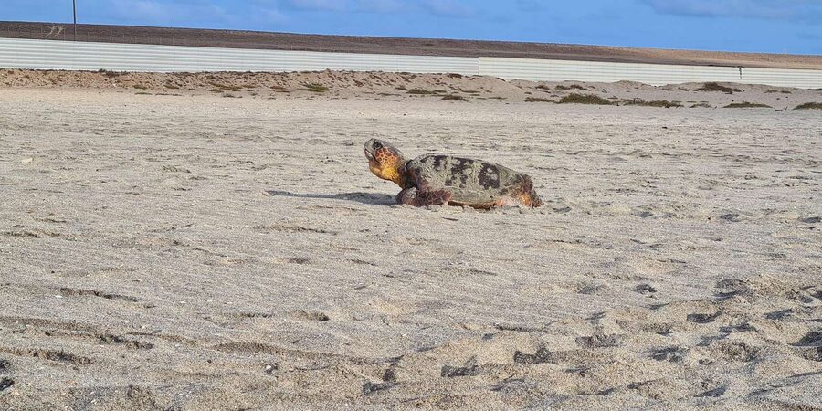 Sal Island: Turtle Watching Experience - Who This Tour Suits Best, and Who Should Skip It