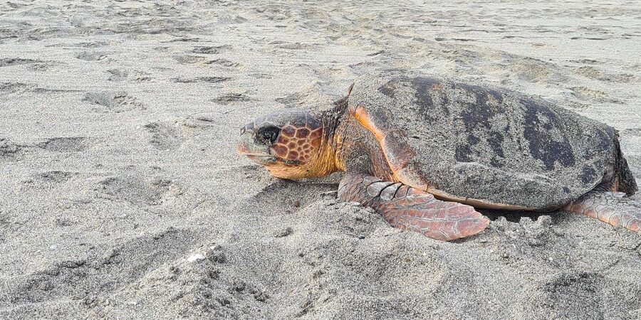 Sal Island: Turtle Watching Experience - Santa Maria’s Protected Beaches: The Responsible Way to Watch Wildlife
