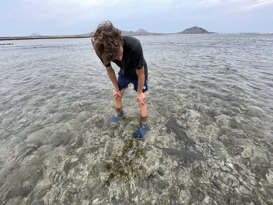 Sal: Lemon Shark Bay and Pedra de Lume Salt Lakes Tour - Lemon Shark Bay Meets Pedra de Lume Salt Lakes: What You Are Really Doing