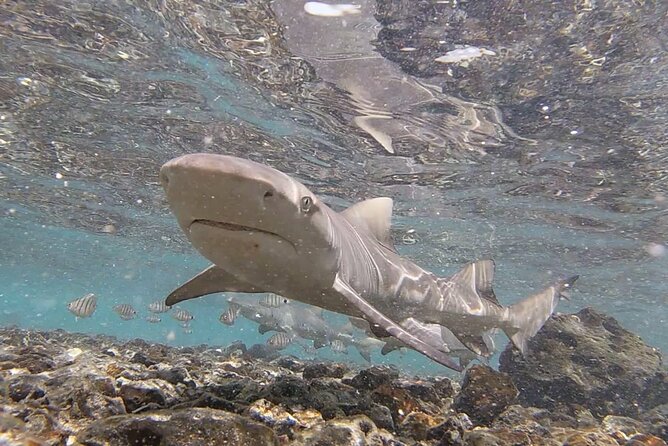 Sal Private Tour: All inclusive Salt Lake, Blue eye and Shark Bay - Pedra de Lume Salt Lake: Float First, Then Enjoy the Spa Time