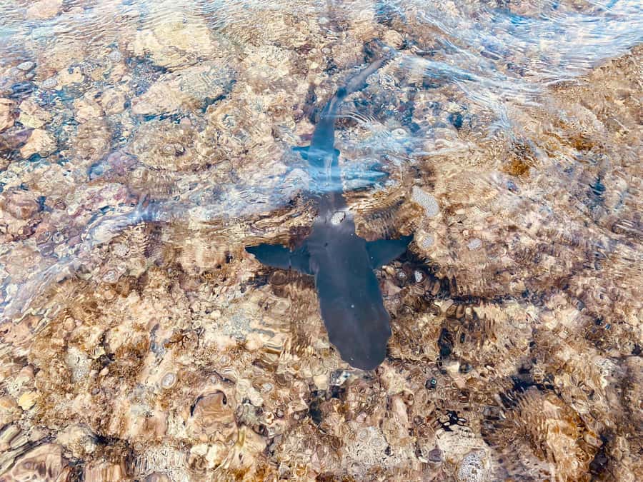 Sal: Salt Lake Tour, Shark Bay and Pedra de Lume Village - FAQ