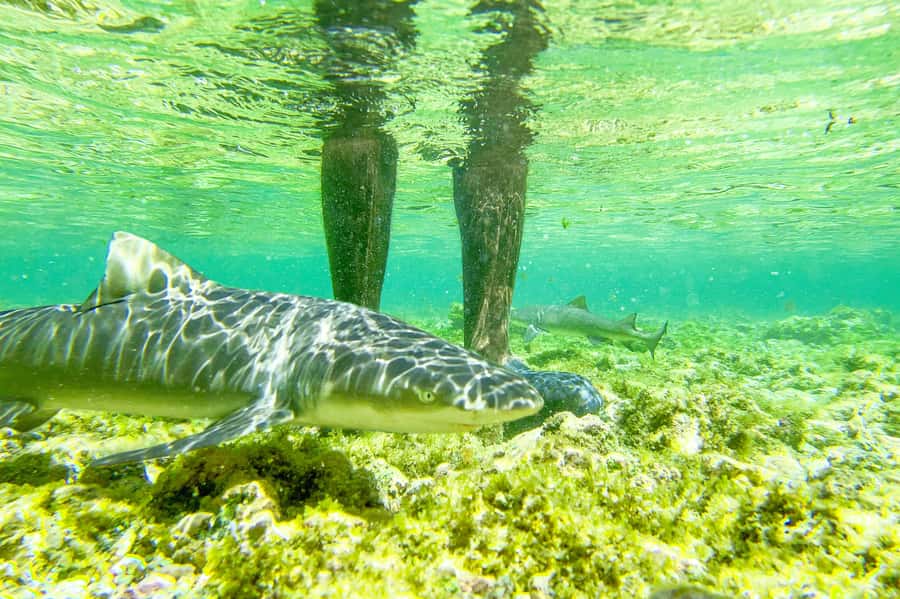 Sal: Small Group Island Tour & Lunch with a Local Family - Buracona and the Blue Eye Pool: A Scenic Swim Stop (When Conditions Cooperate)
