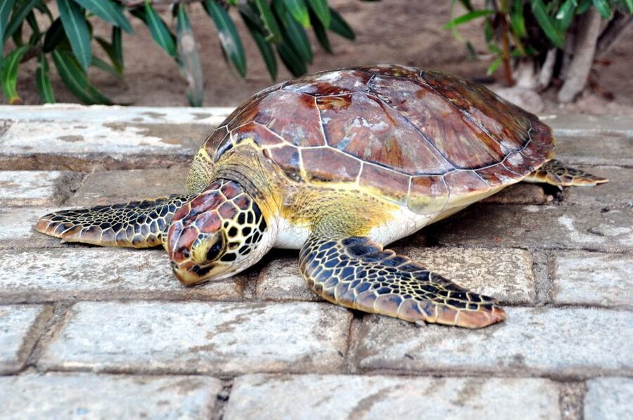 Sal: Turtle Nesting with professional local guide - Key Highlights You Should Know