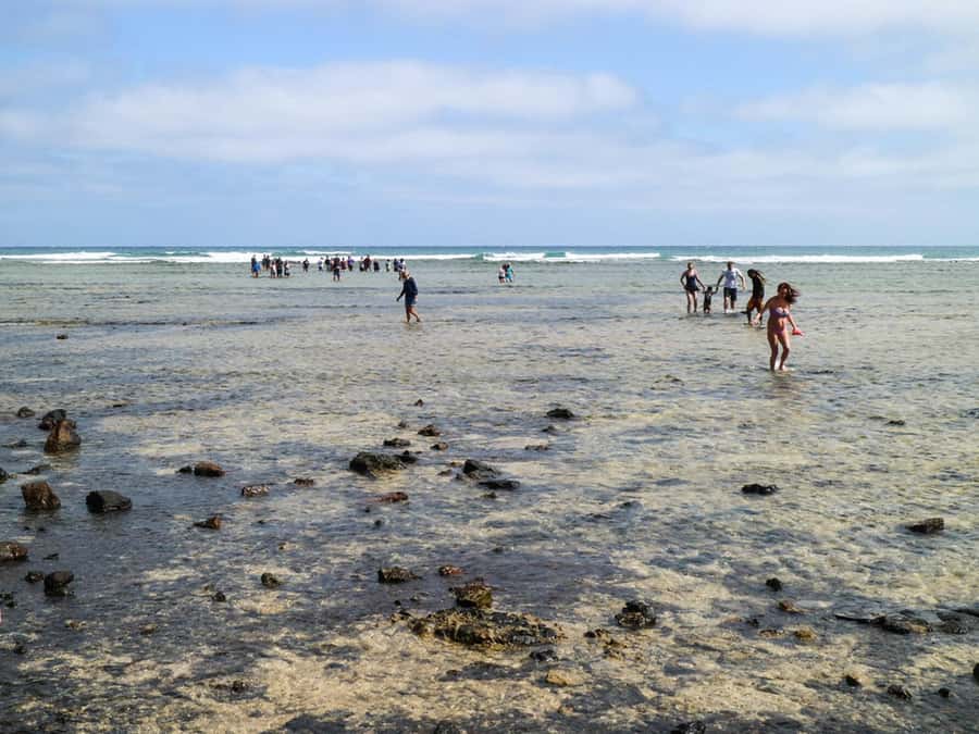 Salt Pans & Lemon Sharks Experience - Shark Bay Lemon Sharks, Why They Swim Right Where You Are
