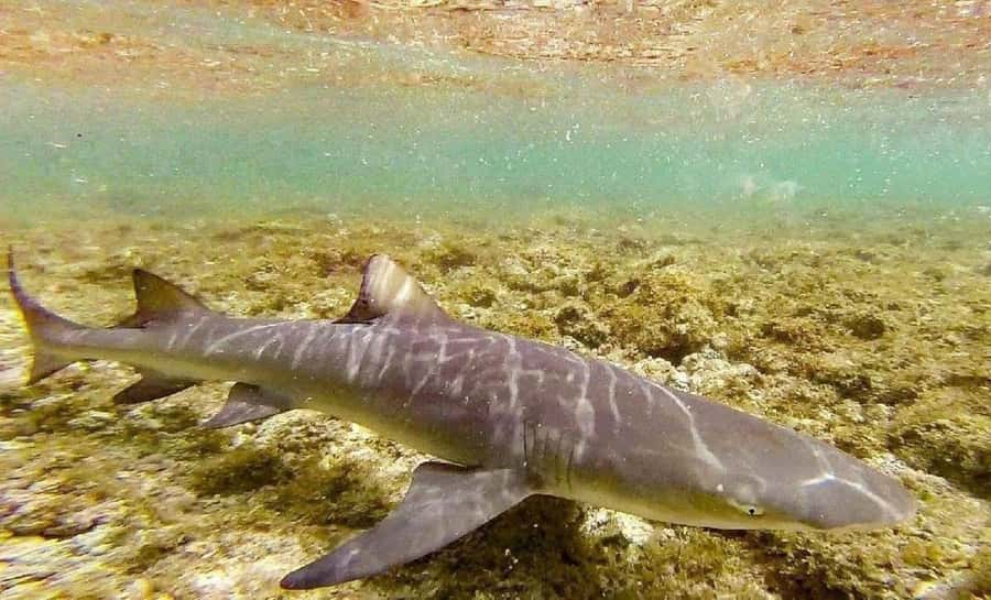 Salt Pans & Lemon Sharks Experience - From Pickup to Shark Bay: How the 3 Hours Usually Flows