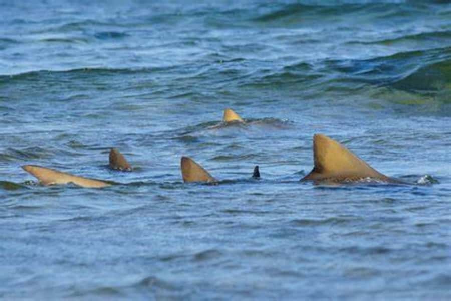 Salt Pans & Lemon Sharks Experience - Value Check: Is $82 for Sharks and a Salt Bath a Good Deal?