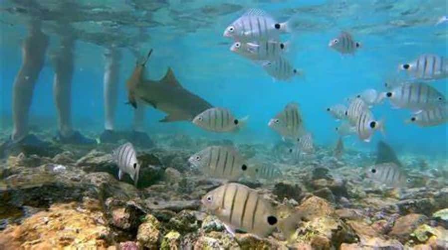 Salt Pans & Lemon Sharks Experience - Who This Tour Suits Best (And Who Should Rethink It)
